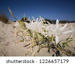 Hesperocallis Undulata, Desert Lily