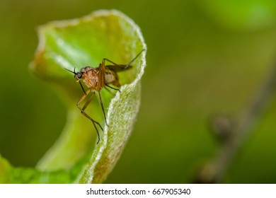 Hessian Fly On Leaf