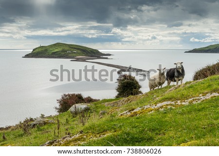 Hestan Island and Herdwick Sheep over looking the Solway Firth