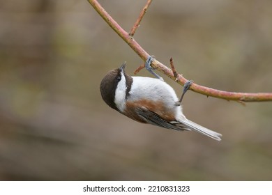 Hestnut-backed Chickadee Resting On Tree Branch, They Are Rather Dark, Richly-colored Chickadee Of The Pacific Northwest.