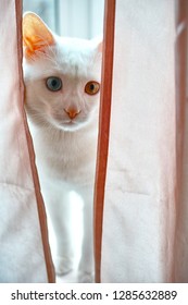 Heterochromia Iridum Cat