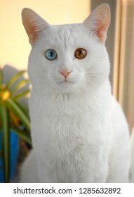 Heterochromia Iridum Cat