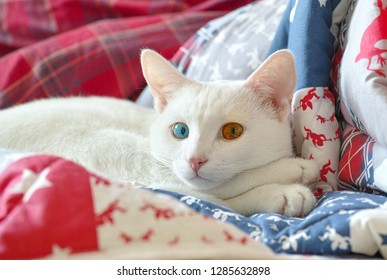 Heterochromia Iridum Cat