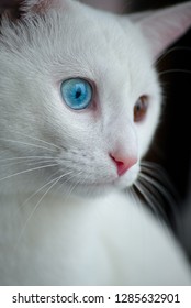 Heterochromia Iridum Cat