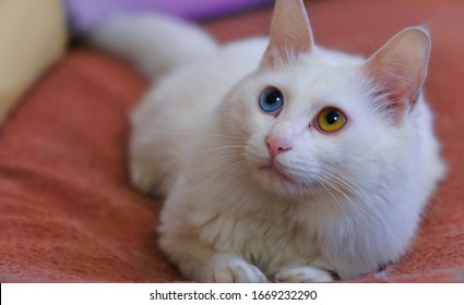 
Heterochromia Pretty Furry Cat With Odd Eyes