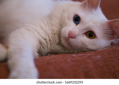 
Heterochromia Pretty Furry Cat With Odd Eyes