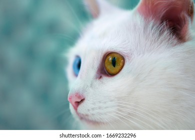 
Heterochromia Pretty Furry Cat With Odd Eyes