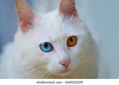 
Heterochromia Pretty Furry Cat With Odd Eyes