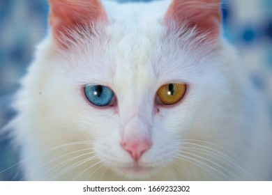 
Heterochromia Pretty Furry Cat With Odd Eyes