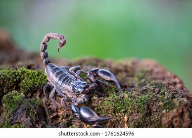 Scorpion venom Stock Photos, Images & Photography | Shutterstock