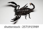 Heterometrus spinifer is a kind of scorpions from Asia. There is a subadult female in the photo.