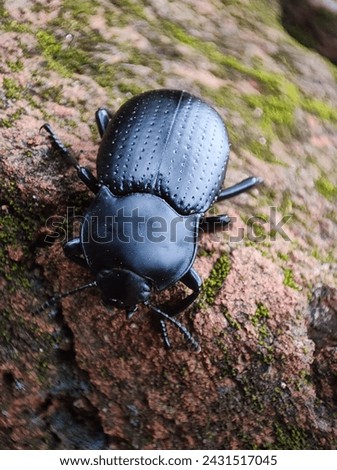 Heteronychus arator is a species of beetle commonly known as the black maize beetle.  Imagine de stoc © 