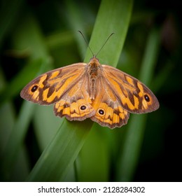 Heteronympha merope. Common brown butterfly in Australia. Orange brown patterned insect on a lush green background.