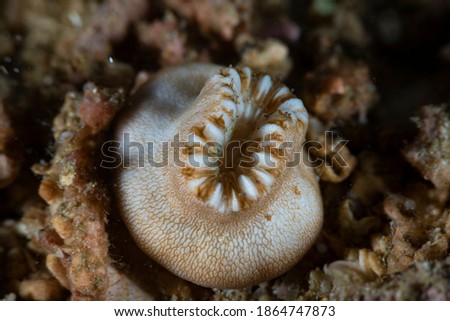 Heteropsammia cochlea Stony Coral Philippines