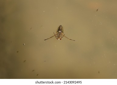 Heteroptera, Notonecta Glauca, Small Aquatic Insect, Bug Swims In Water In Pond, On Back