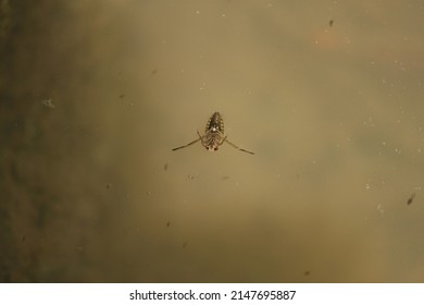 Heteroptera, Notonecta Glauca, Small Aquatic Insect, Bug Swims In Water In Pond, On Back