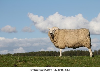 Hetlinger Redoubt With Close Up Of Sheep