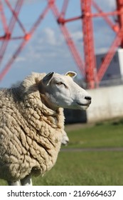 Hetlinger Redoubt With Close Up Of Sheep