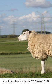 Hetlinger Redoubt With Close Up Of Sheep