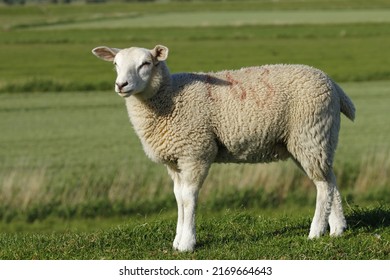 Hetlinger Redoubt With Close Up Of Sheep