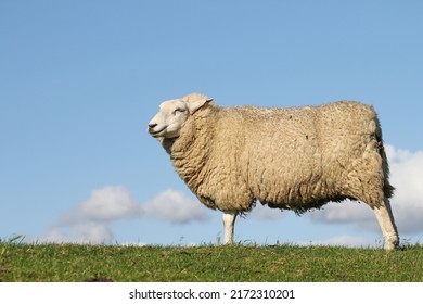 Hetlinger Redoubt With Close Up Of Sheep