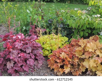 Heuchera 