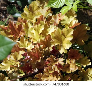 Heuchera «Marmalade».