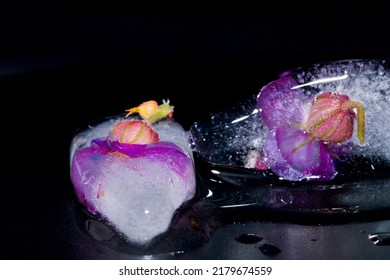 Heuchera Flowers With Ice On A Dark Background.