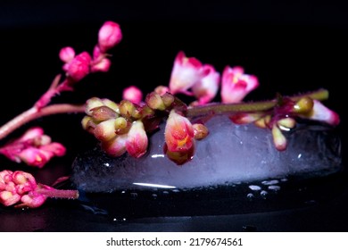 Heuchera Flowers With Ice On A Dark Background.