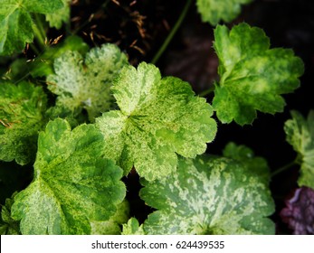 Heuchera 'Hercules' - Coral Bells, Alumroot