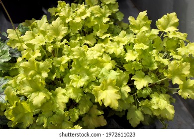 Heuchera Lime Marmalade (Coral Bells) In The Spring Time