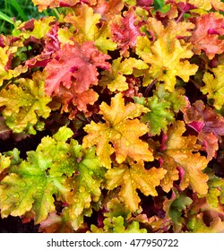 Heuchera 