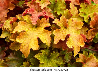 Heuchera 