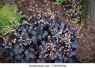 Heuchera Plum Pudding Coral Bells