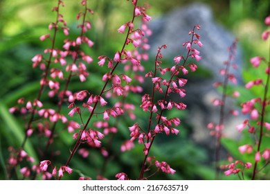 Heuchera. Red Geyhera Flowers In The Garden.