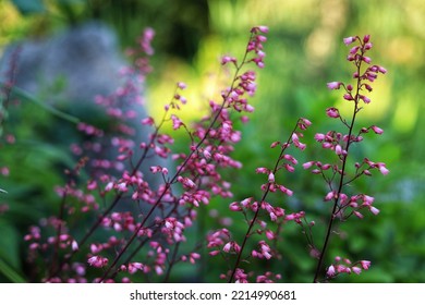 Heuchera. Red Geyhera Flowers In The Garden.