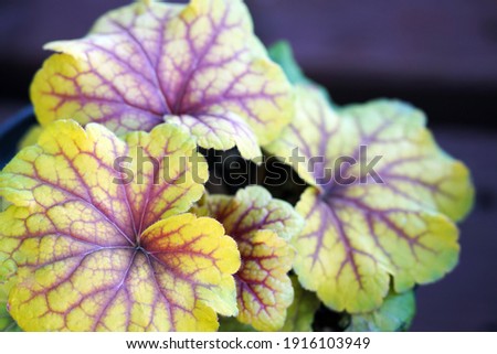 Heuchera red lightning coral bells plant with green leaves and red crackly veining outside in the late afternoon                               