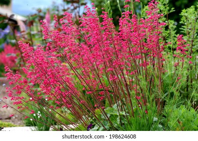 Heuchera Sanguinea