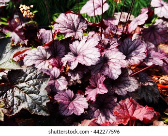 Heuchera 'Shanghai' - Coral Bells, Alumroot