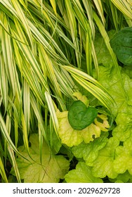 Heuchers Leaves (Coral Bells) Mix With Ornimental Grasses In A Suburban Garden, Will County, Illinois