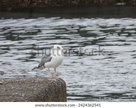 Heuglin's Gull taimyrensis standing on a sea bank