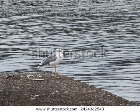 Heuglin's Gull taimyrensis standing on a sea bank