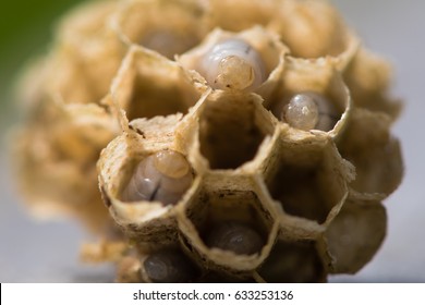Hexagonal cells with larvae of common wasp (Vespula vulgaris). Exposed centre of wasp's nest with grubs visble, in early stages of construction in spring