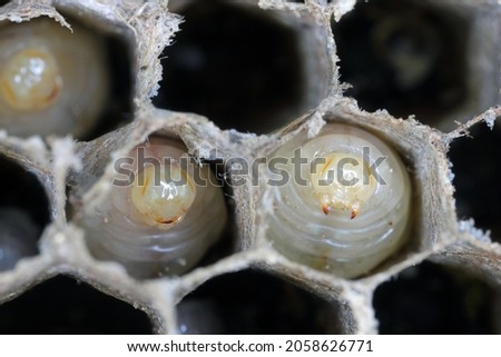 Hexagonal cells with larvae of common wasp (Vespula vulgaris). Exposed centre of wasp's nest with grubs visble, in early stages of construction in spring