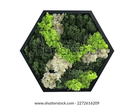 hexagonal pattern from decorative preserved forest moss reindeer moss, isolate on white background.
