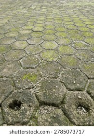 Hexagonal paving blocks that are covered in moss.