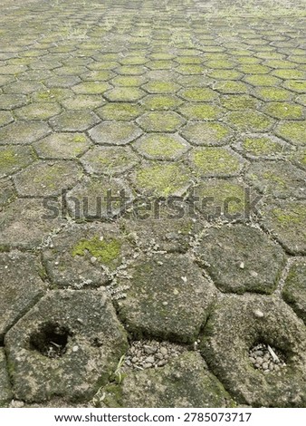 Hexagonal paving blocks that are covered in moss.
