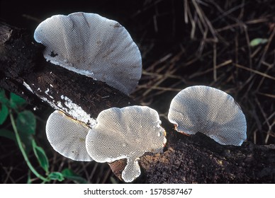 Hexagonia Sp. Class: Homobasidiomycetes . Series: Hymenomycetes. Order: Aphyllophorales. A Woody Bracket Fungus With Hexagonal Pores On The Under Surface Of The Basidiocarp (fruiting Body).