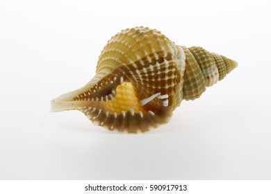 Hexaplex Trunculus Seashell Isolated On White Background