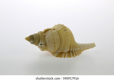 Hexaplex Trunculus Seashell Isolated On White Background
